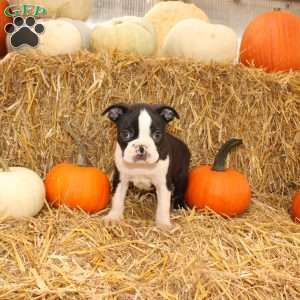 Jared, Boston Terrier Puppy